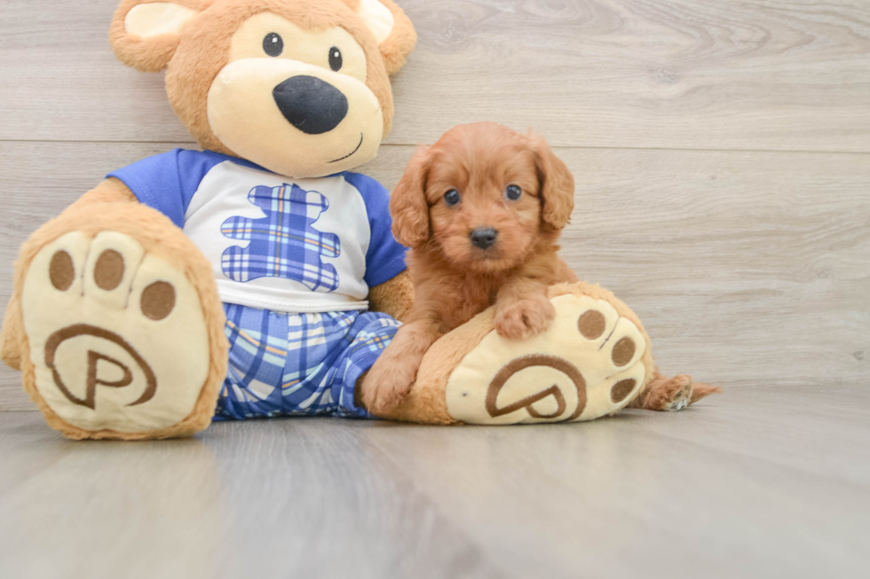 Popular Cavapoo Poodle Mix Pup