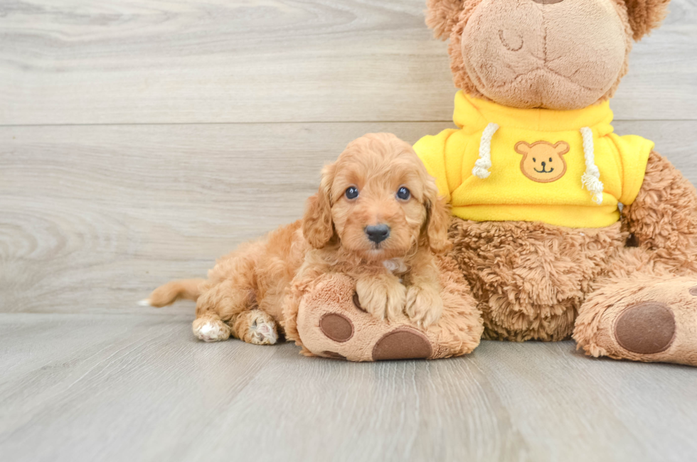 7 week old Cavapoo Puppy For Sale - Florida Fur Babies