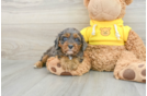 Best Cavapoo Baby