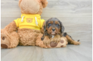 Smart Cavapoo Poodle Mix Pup