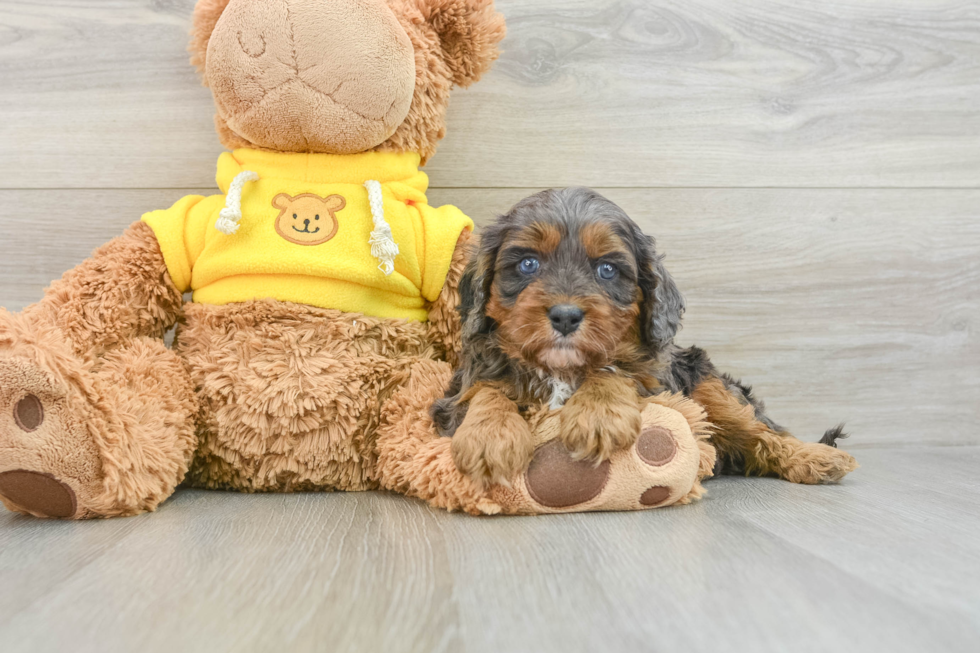 Smart Cavapoo Poodle Mix Pup