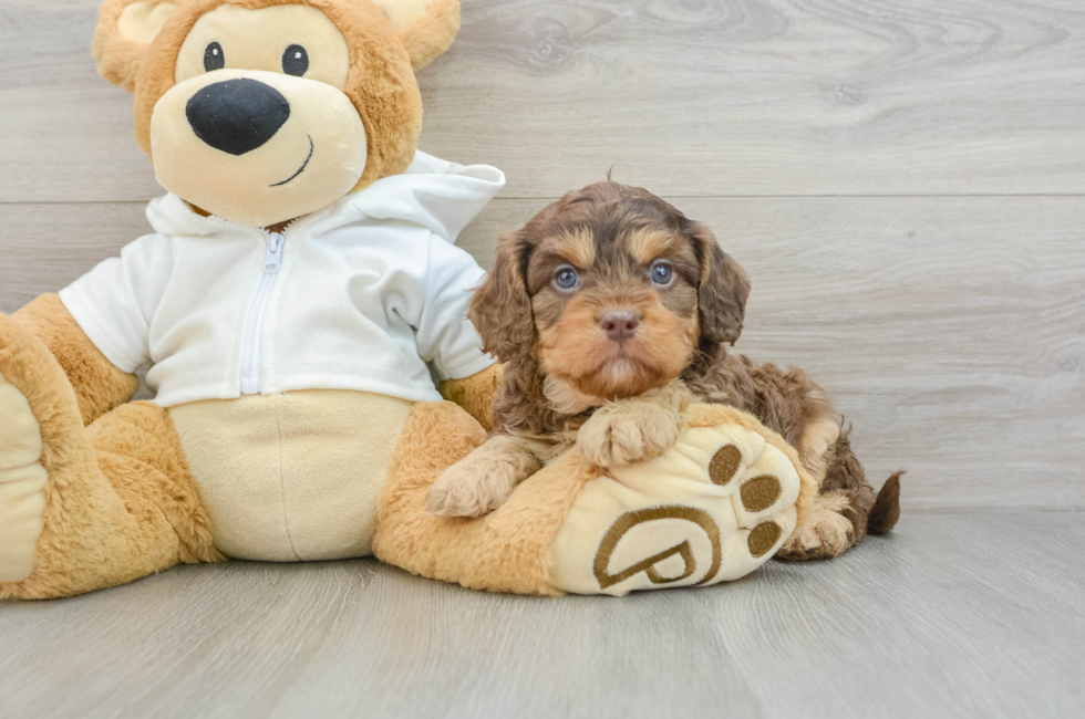 5 week old Cavapoo Puppy For Sale - Florida Fur Babies