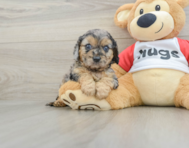 8 week old Cavapoo Puppy For Sale - Florida Fur Babies