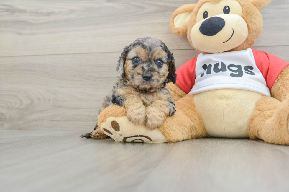 7 week old Cavapoo Puppy For Sale - Florida Fur Babies