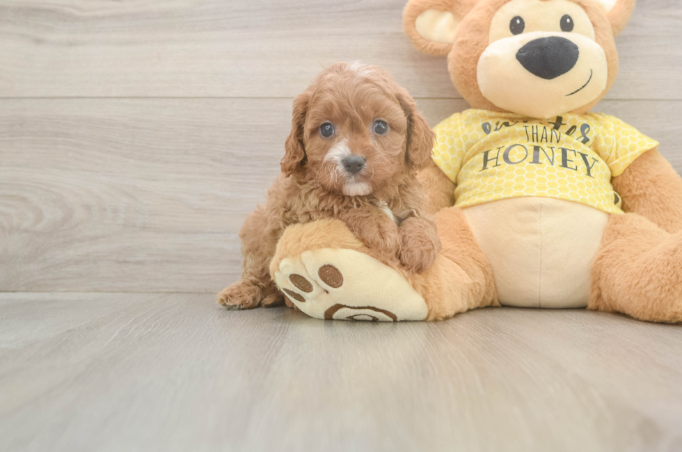 5 week old Cavapoo Puppy For Sale - Florida Fur Babies