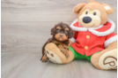 Cavapoo Puppy for Adoption