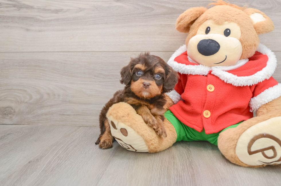 5 week old Cavapoo Puppy For Sale - Florida Fur Babies