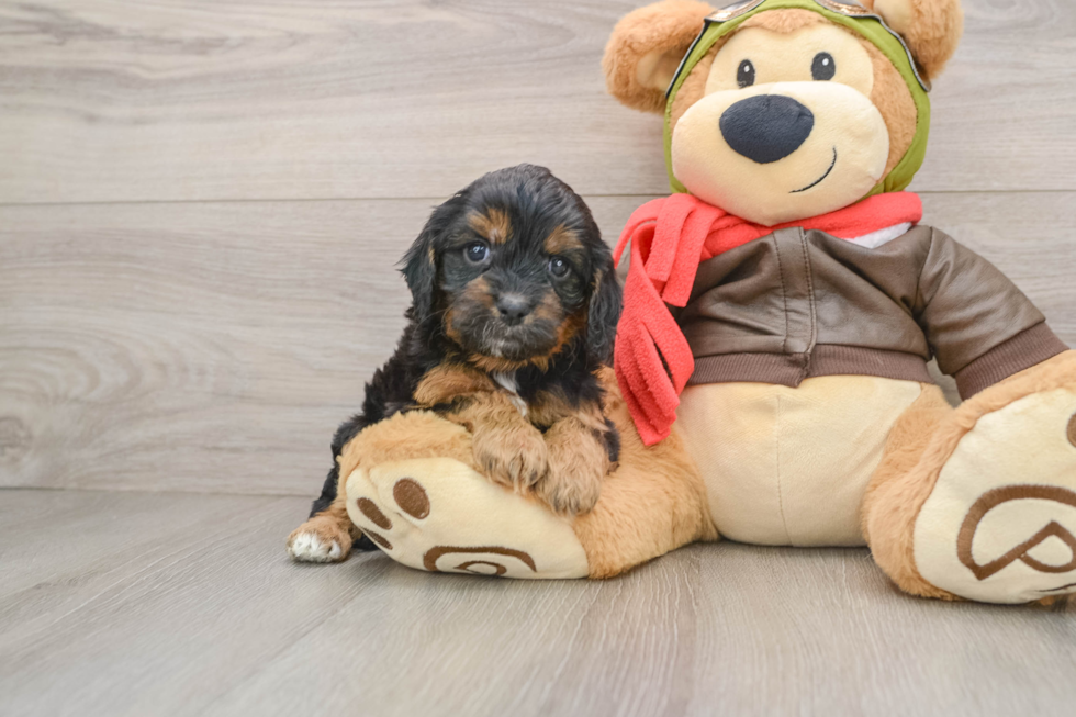 Smart Cavapoo Poodle Mix Pup