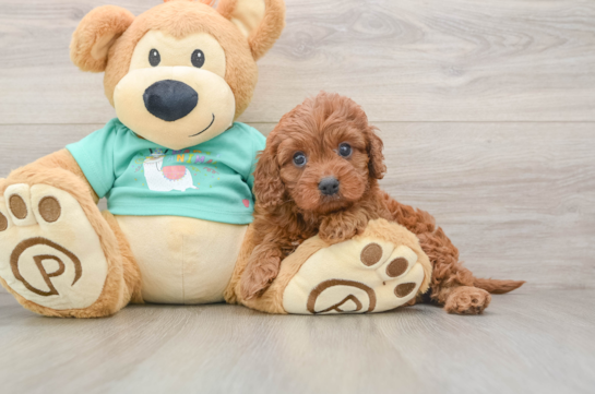 Cavapoo Pup Being Cute