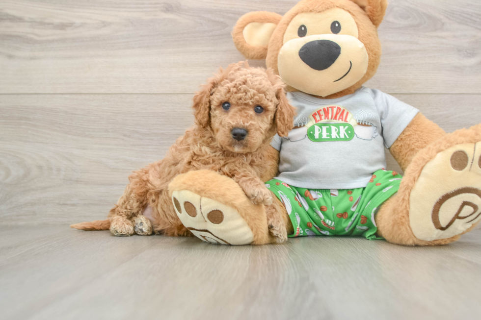 Funny Cavapoo Poodle Mix Pup