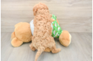 Cavapoo Puppy for Adoption