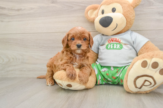 Sweet Cavapoo Baby