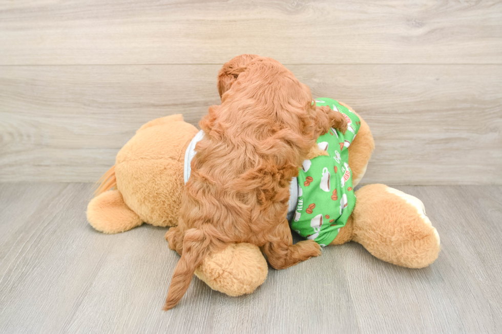 Cavapoo Pup Being Cute