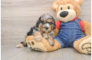 Petite Cavapoo Poodle Mix Pup