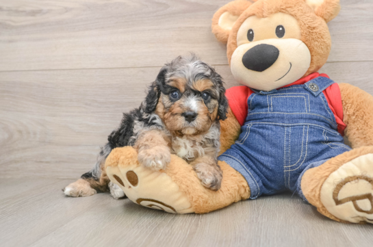 Petite Cavapoo Poodle Mix Pup