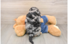 Friendly Cavapoo Baby