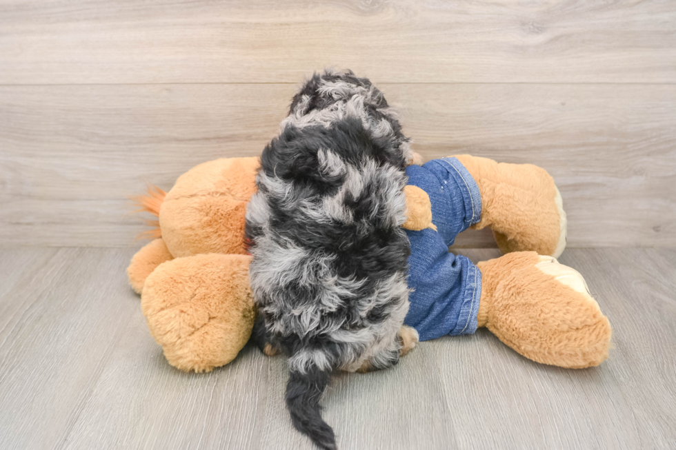 Friendly Cavapoo Baby