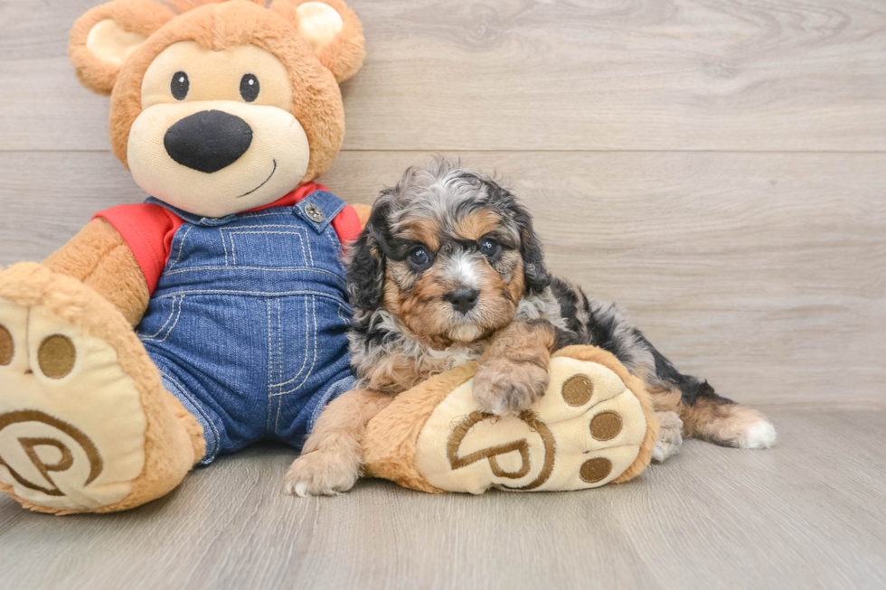 Cavapoo Pup Being Cute