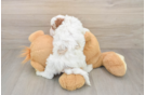 Cavapoo Puppy for Adoption