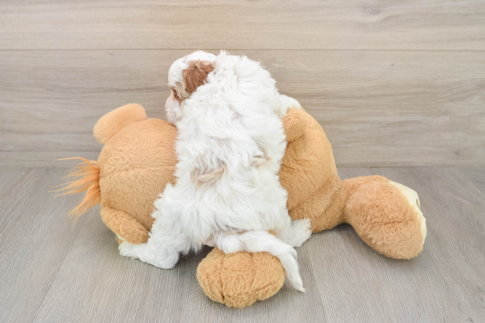 Cavapoo Puppy for Adoption
