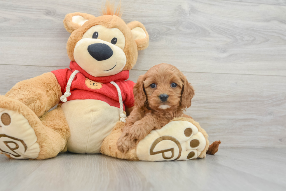 Cavapoo Puppy for Adoption