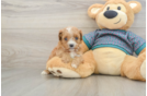 Cute Cavapoo Baby
