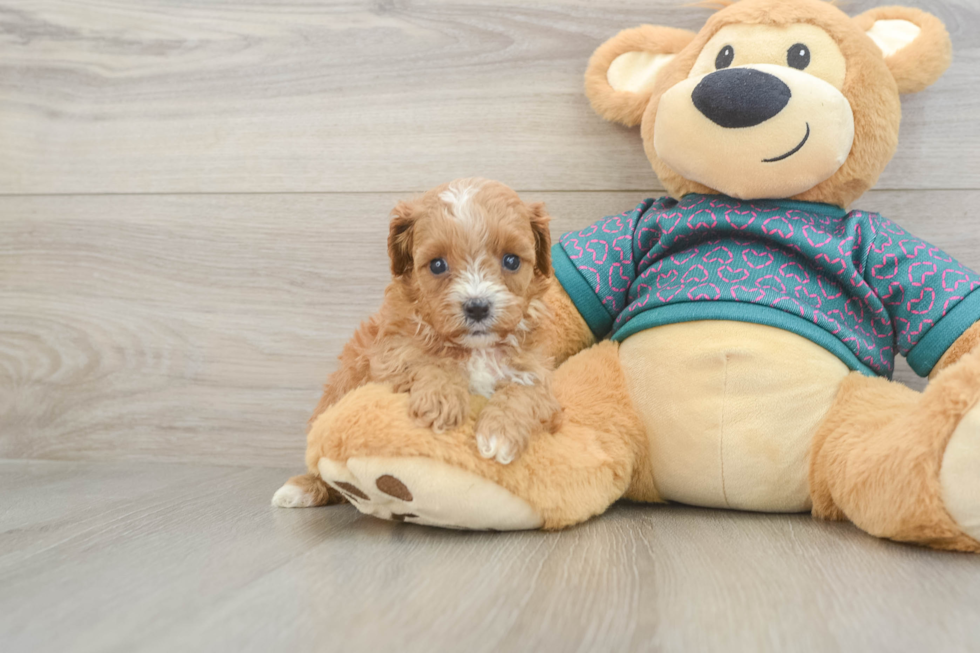 Cute Cavapoo Baby