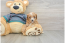 Cavapoo Pup Being Cute