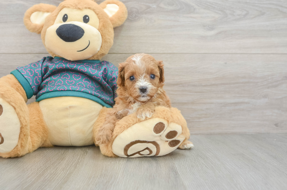 6 week old Cavapoo Puppy For Sale - Florida Fur Babies