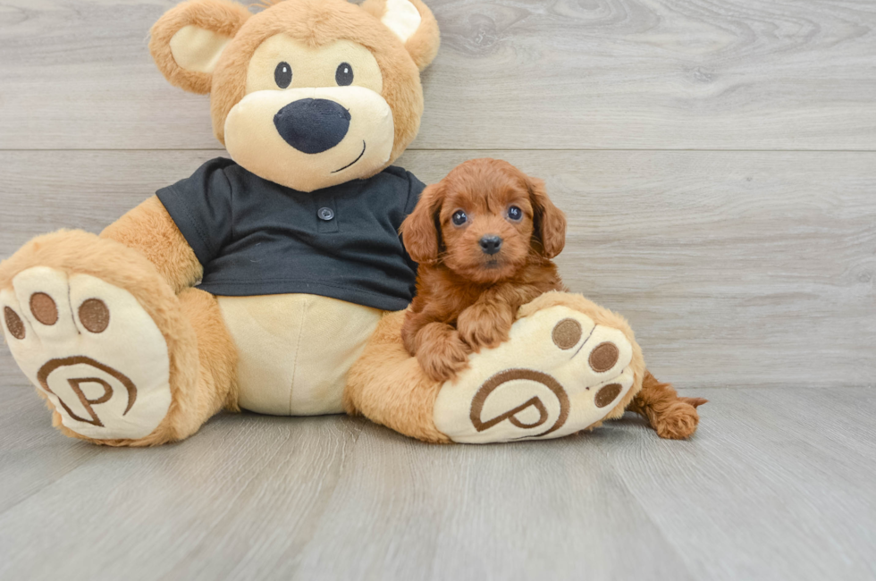 5 week old Cavapoo Puppy For Sale - Florida Fur Babies