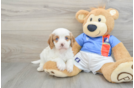 Cavapoo Puppy for Adoption