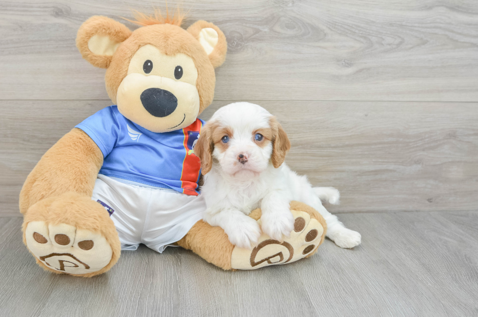 6 week old Cavapoo Puppy For Sale - Florida Fur Babies