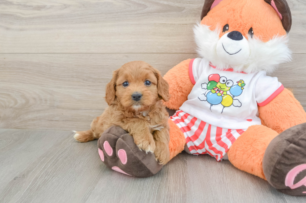 5 week old Cavapoo Puppy For Sale - Florida Fur Babies