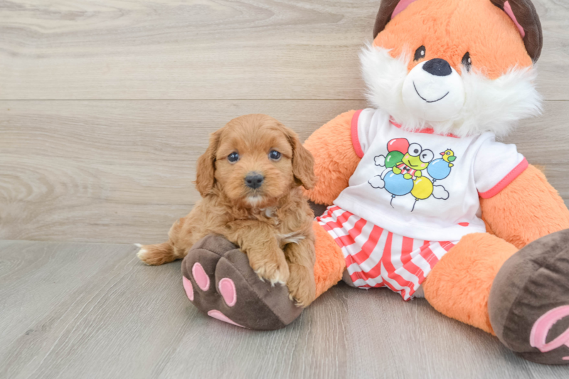 Meet Pinot - our Cavapoo Puppy Photo 1/3 - Florida Fur Babies