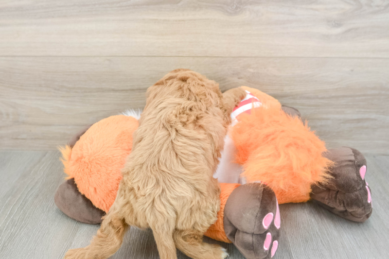 Meet Pinot - our Cavapoo Puppy Photo 2/3 - Florida Fur Babies