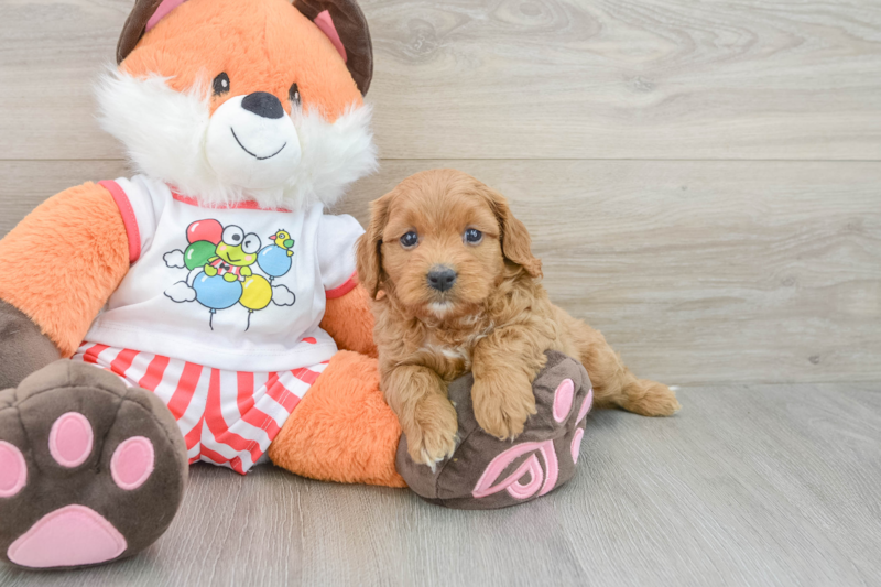 Meet Pinot - our Cavapoo Puppy Photo 3/3 - Florida Fur Babies