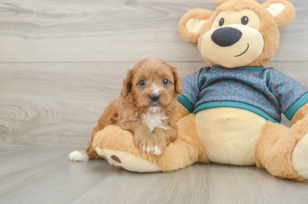 6 week old Cavapoo Puppy For Sale - Florida Fur Babies