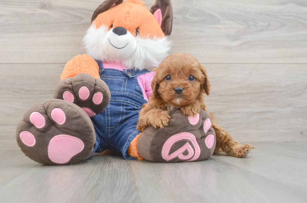 5 week old Cavapoo Puppy For Sale - Florida Fur Babies