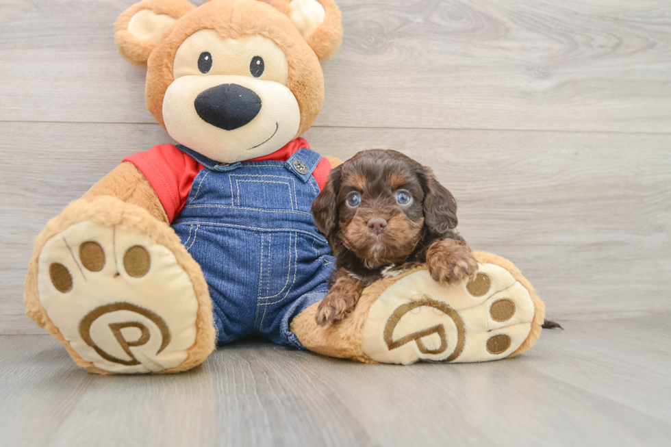 Best Cavapoo Baby