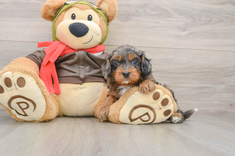 Happy Cavapoo Baby