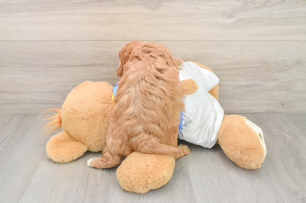 Little Cavipoo Poodle Mix Puppy