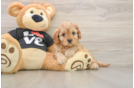 Cavapoo Pup Being Cute