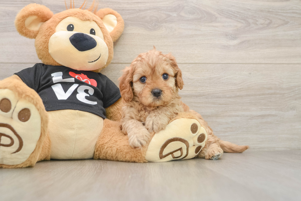 Cavapoo Pup Being Cute