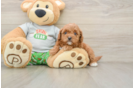 Hypoallergenic Cavadoodle Poodle Mix Puppy