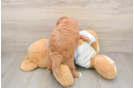 Playful Cavapoodle Poodle Mix Puppy
