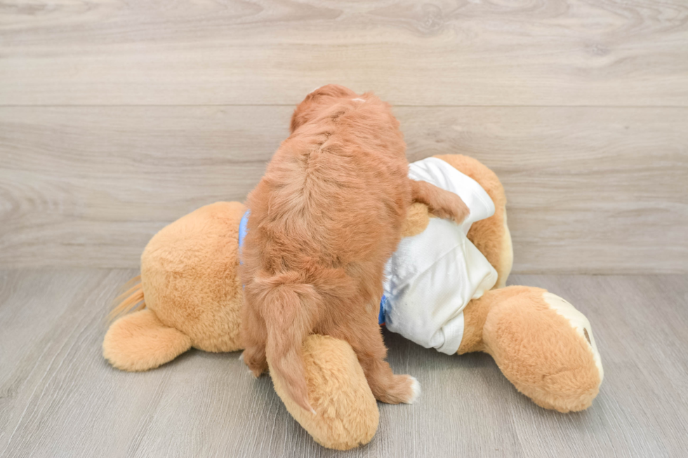Playful Cavapoodle Poodle Mix Puppy