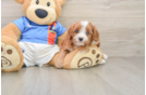 Cavapoo Puppy for Adoption