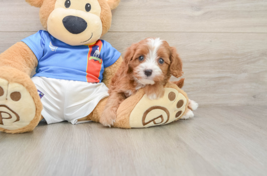 Cavapoo Puppy for Adoption