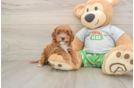 Fluffy Cavapoo Poodle Mix Pup