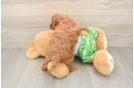 Best Cavapoo Baby